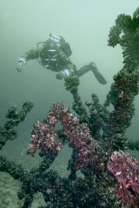 Ein Taucher im Geiseltalsee