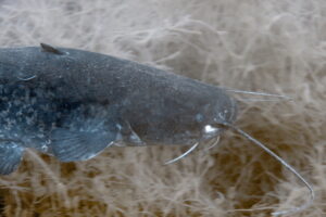 Ein Wels im Geiseltalsee