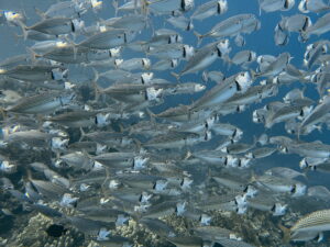 Ein Schwarm indische Großmaulmakrelen im Meer