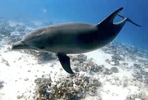 Ein Delphin schwimmt vor der Kamera vorbei.